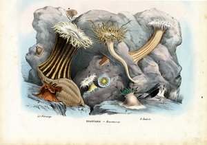 Anémonas de mar, 1863-79